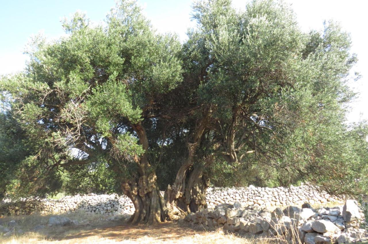 Modra Kuca Διαμέρισμα Mandre Εξωτερικό φωτογραφία