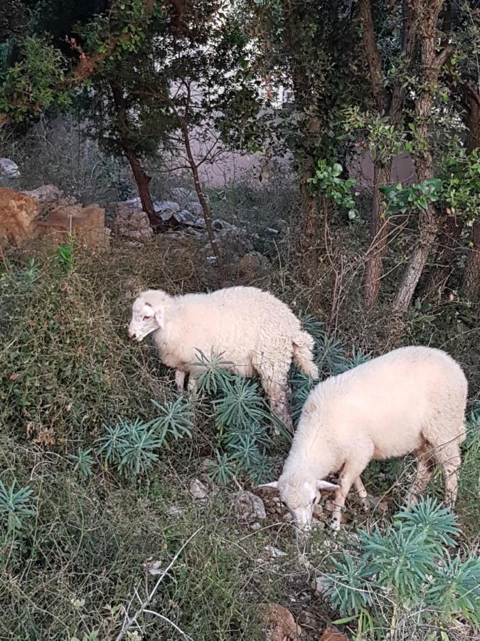 Modra Kuca Διαμέρισμα Mandre Εξωτερικό φωτογραφία